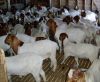 Boer Goats