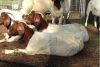 Pure Breed LIVE Boer Goats / 100% Full Blood Boer Goats, / Live Sheep, Cattle, Lambs and Alive Cows