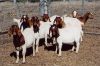 Pure Breed LIVE Boer Goats / 100% Full Blood Boer Goats, / Live Sheep, Cattle, Lambs and Alive Cows