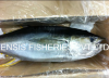 FRESH YELLOWFIN TUNA - GG