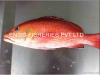 FRESH REEF-FISH WHOLE