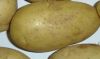 Fresh Potato