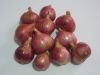 Red Onion