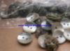 Luminous snail White snail button agoya shell button akoya shell butto