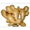 Ginger