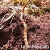 Cordyceps sinensis mycelium Extract