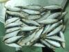 sardine