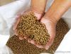 floating fish feed pel...