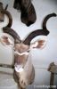 Antelope wall mount