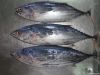 WHOLE ROUND SKIPJACK TUNA