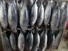 WHOLE ROUND SKIPJACK TUNA