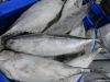 WHOLE ROUND BONITO TUNA