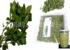 oregano leaves cut 20-...