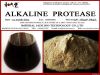 Alkaline protease