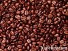 Export Coffee Beans | ...