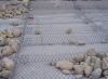 galvanized gabion(fact...