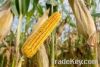  Maize | Maize Exporte...