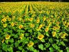 sunflower seed