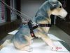 Pet harness and leash