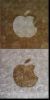 Shell Wallppaer/ Backg...