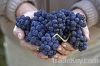 Grape Seed P.E