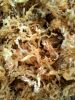 Vittata Gelidium Seaweeds