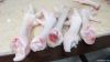 Chicken Feet - Grade A...