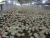 poultry feeder and dri...