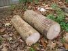 Green Ash Logs