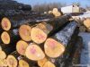 Basswood Logs