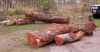 Red cedar Logs