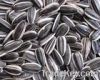 chinese sunflower seed...