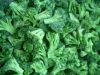 iqf broccoli