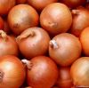 Fresh Yellow Onions