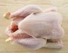 Export Chicken Meat | ...