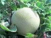 Oranges, grapefruit, t...