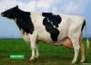 Pregnant Holstein cow