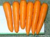 Carrot