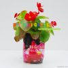 DIY can plant magic be...