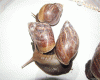 fresh snails