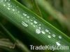 Oat Grass Extract/Aven...