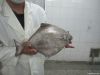 Black pomfret