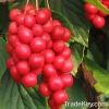 Schisandra Extract