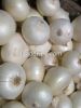 Fresh White Onion