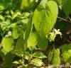 Shorthorned Epimedium ...