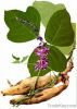 Kudzu Root Extract (Pueraria extract)