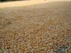 Maize | Maize Exporter...