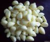 Chinese Normal White G...