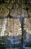 Alder firewood