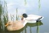 Duck decoy for hunting